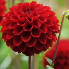 Dahlia Red Fox (x 35)