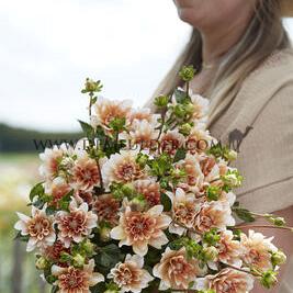 Dahlia Sam Hopkins (x 35)