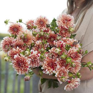 Dahlia Striped Nagano (x 35)