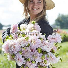 Dahlia Sweet Nathalie (x 35)