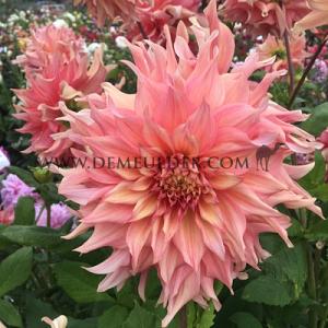 Dahlia Penhill Watermelon (x 35)