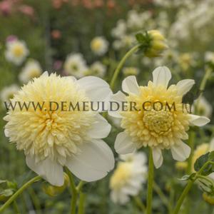 Dahlia Platinum Blonde (x 35)