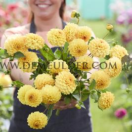 Dahlia Golden Scepter (x 35)