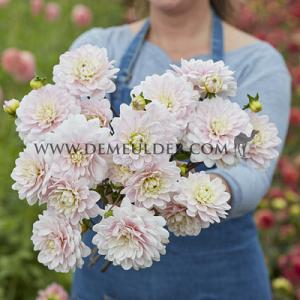 Dahlia Silver Years (x 35)