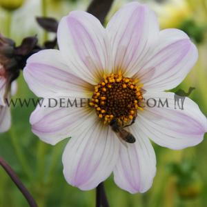 Dahlia Bishop Of Dover (x 35)
