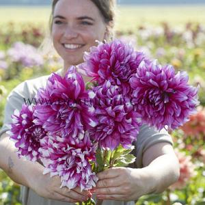 Dahlia Yarra Falls (x 35)