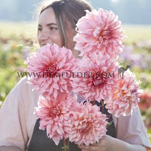 Dahlia Islander (x 35)