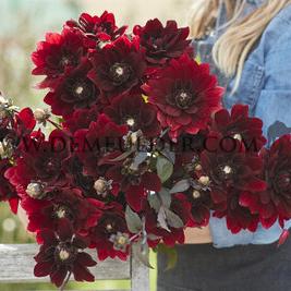 Dahlia After Dusk (x 35)