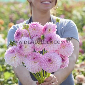 Dahlia Arbatax (x 35)