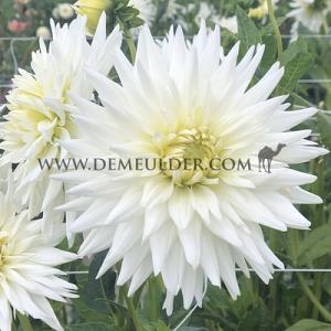 Dahlia My Love (x 35)