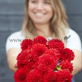 Dahlia Red Cap (x 35)