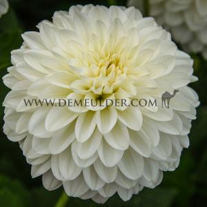 Dahlia Snow Cap (x 35)