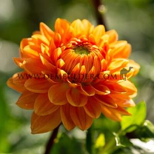 Dahlia Renate Tozio (x 35)