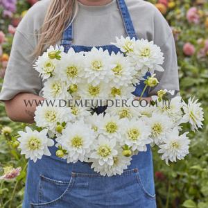 Dahlia Karma Maarten Zwaan (x 35)