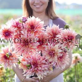 Dahlia Labyrinth (x 35)