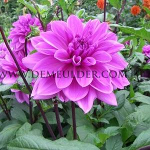 Dahlia Lilac Time (x 35)