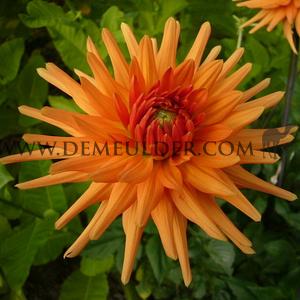 Dahlia Ludwig Helfert (x 35)