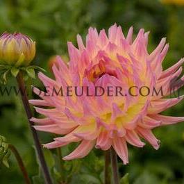 Dahlia Karma Sangria (x 35)