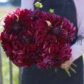 Dahlia Spartacus (x 35)