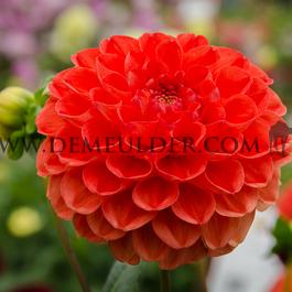 Dahlia Symphony (x 35)