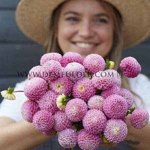 Dahlia Maaike (x 35)