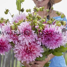 Dahlia Café au Lait Rosé (x 35)