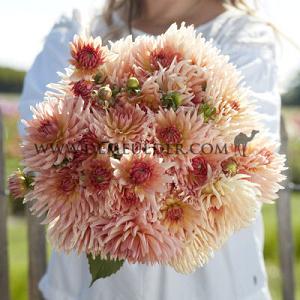 Dahlia Henriette (x 35)