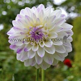 Dahlia White Pearl (Wittem) (x 35)