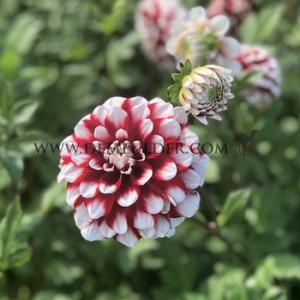 Dahlia Checkers (x 35)