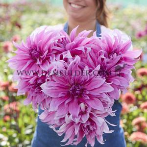 Dahlia Babylon Lila (x 35)