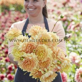 Dahlia Rancho (x 35)