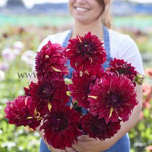 Dahlia Bohemian Spartacus (x 35)
