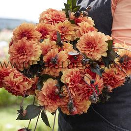 Dahlia David Howard (x 35)