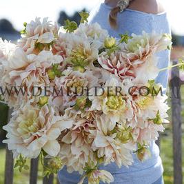 Dahlia Break Out (x 35)