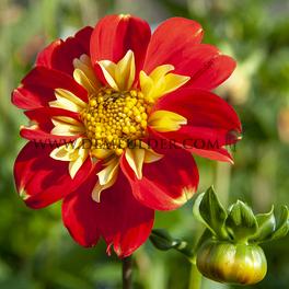 Dahlia Pooh (x 35)