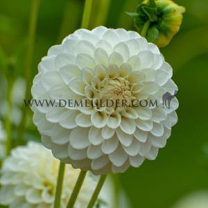 Dahlia Boom Boom White (x 35)