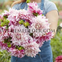 Dahlia Café au Lait Royal (x 35)