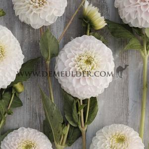 Dahlia Pink Pearl (x 35)