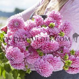 Dahlia Sweet Fabienne (x 35)