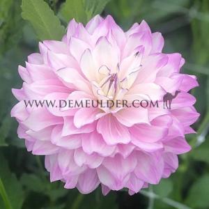 Dahlia Mikayla Miranda (x 35)