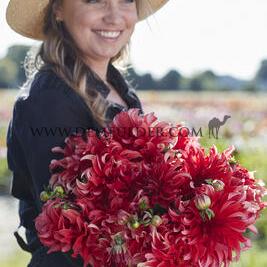 Dahlia Red Labyrinth (x 35)