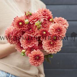 Dahlia Orange Girl (x 35)