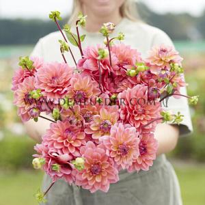 Dahlia Great Silence (x 35)