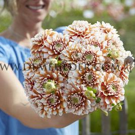 Dahlia Tangerine Dream (x 35)