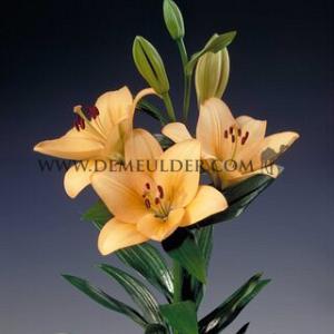 Lilium Menorca (x 150)