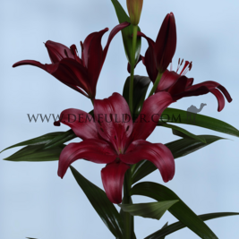 Lilium Methone (x 150)