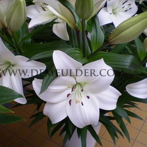 Lilium Richmond (x 150)