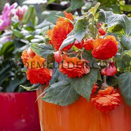 Begonia Double Orange 6/7 (x 250)