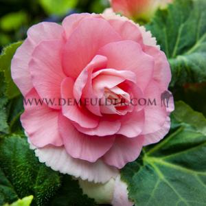 Begonia Double Pink 6/7 (x 250)