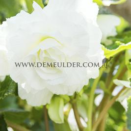 Begonia Double White 6/7 (x 250)